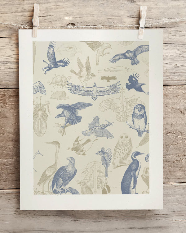 Birds of Prey Museum Print