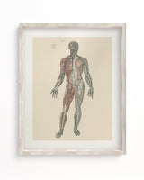Anatomy Plate 1 Museum Print
