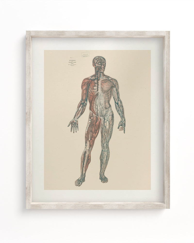 Anatomy Plate 1 Museum Print