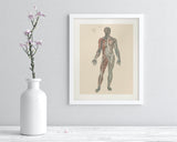 Anatomy Plate 1 Museum Print