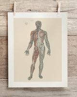 Anatomy Plate 1 Museum Print