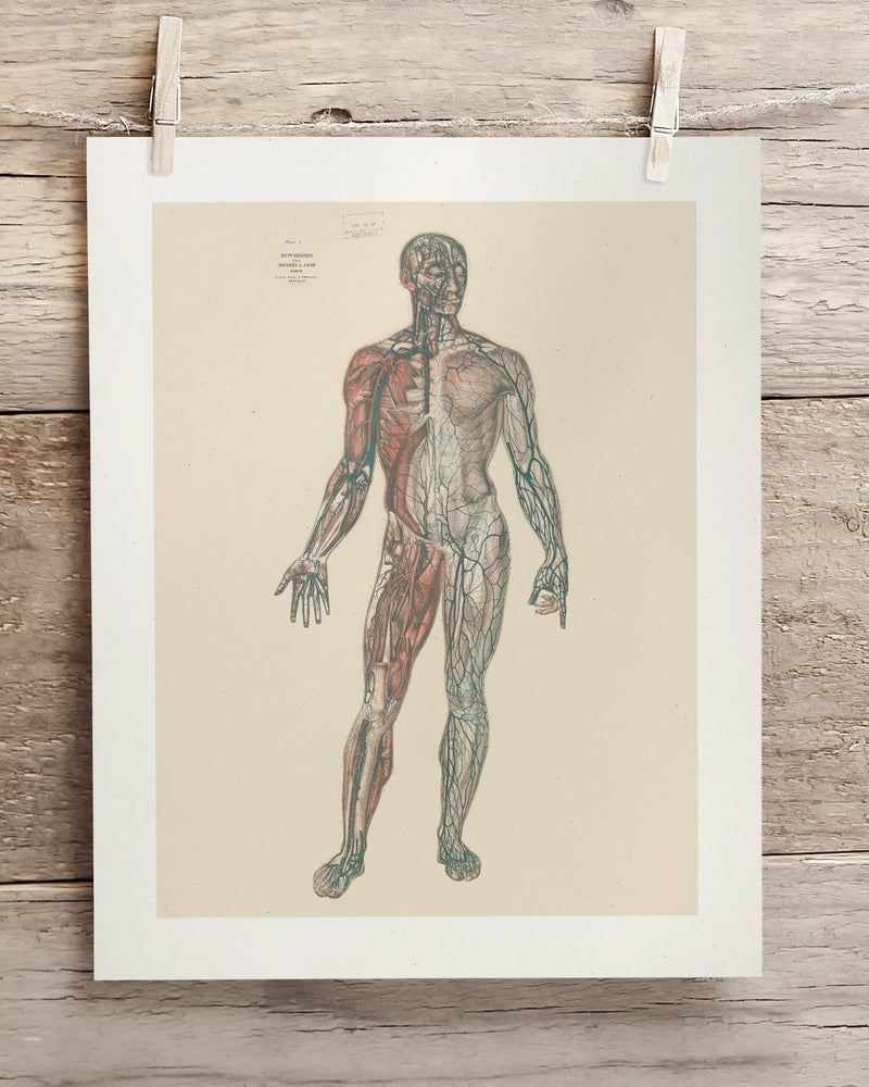 Anatomy Plate 1 Museum Print