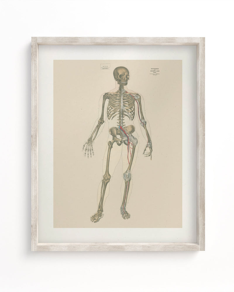 Skeleton Anatomy Museum Print
