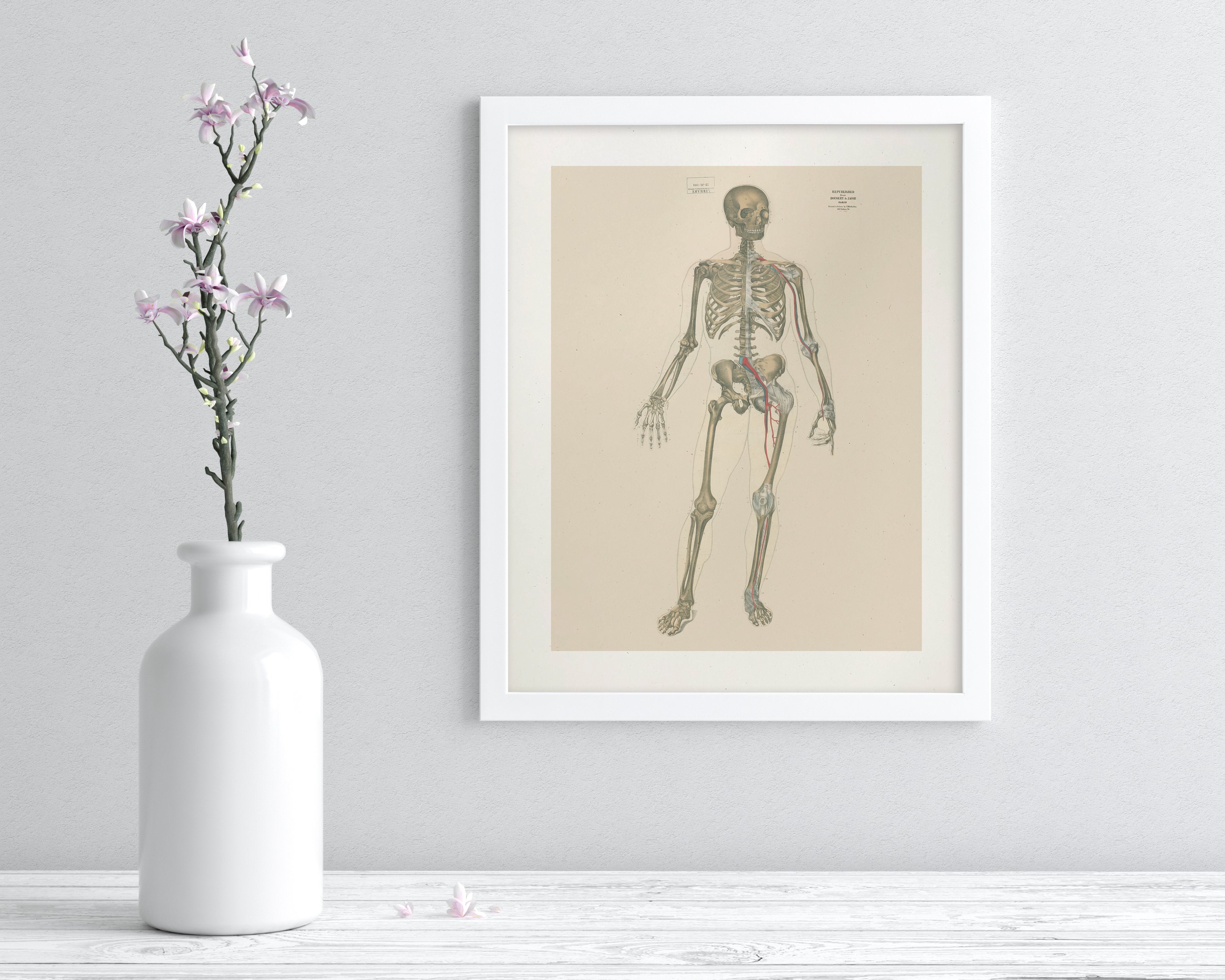 Skeleton Anatomy Museum Print