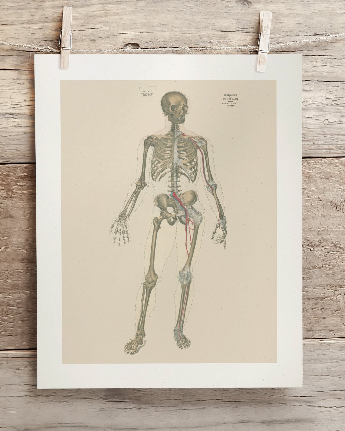 Skeleton Anatomy Museum Print