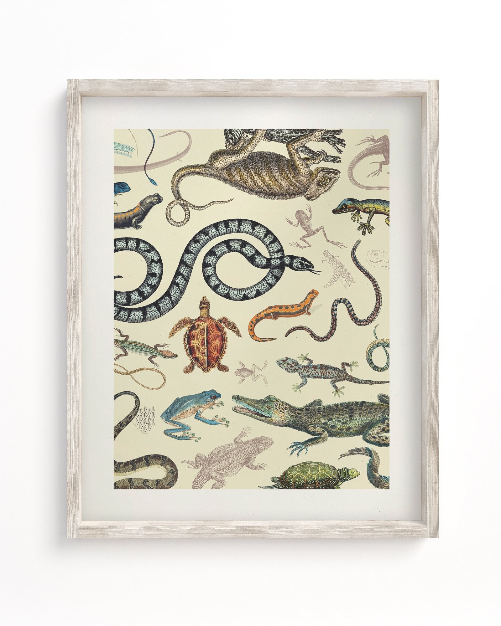 Serpents: Reptiles & Amphibians Museum Print