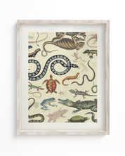 Serpents: Reptiles & Amphibians Museum Print