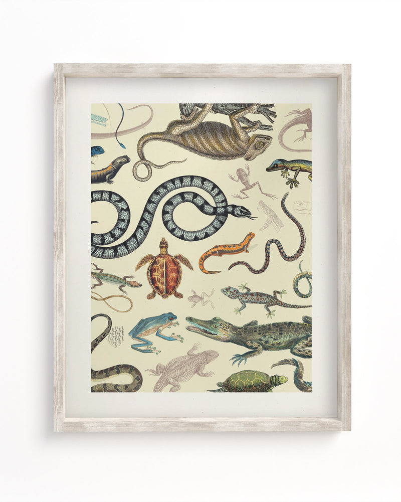 Serpents: Reptiles & Amphibians Museum Print