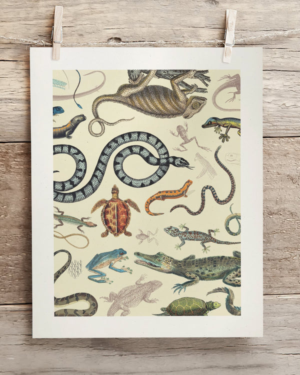 Serpents: Reptiles & Amphibians Museum Print