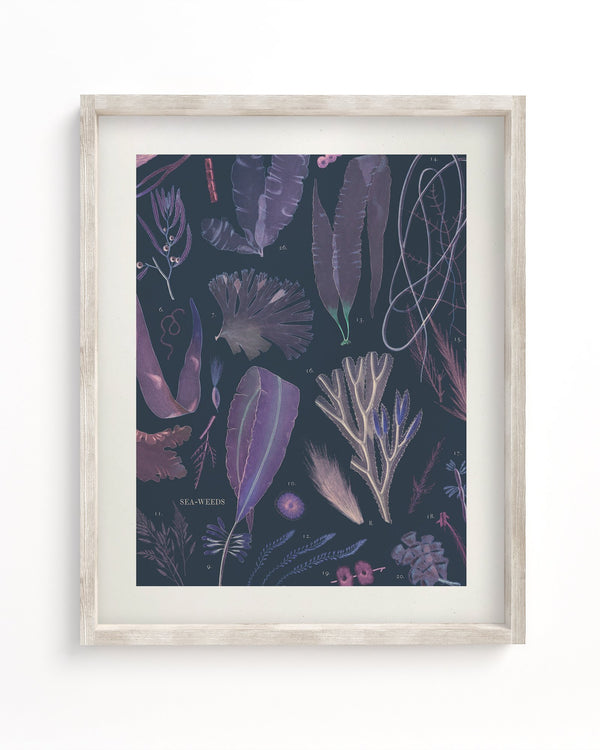 Seaweed Museum Print