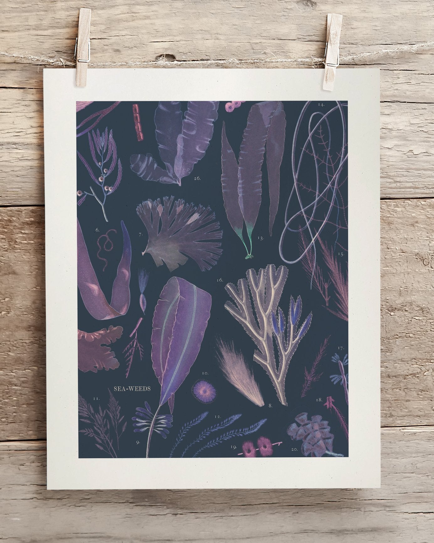Seaweed Museum Print