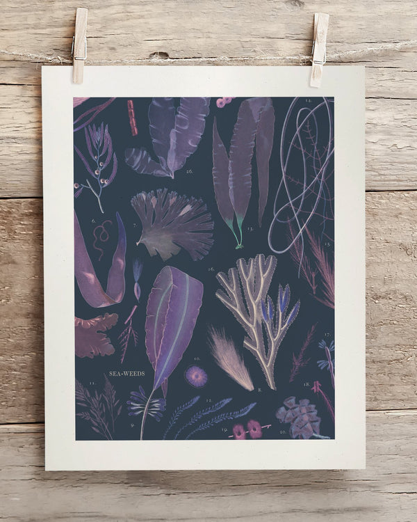 Seaweed Museum Print