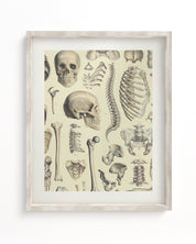 Skeleton Museum Print