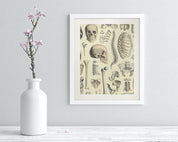 Skeleton Museum Print