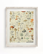 Mushrooms Plate 2 Museum Print