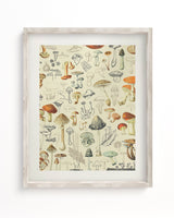 Mushrooms Plate 2 Museum Print