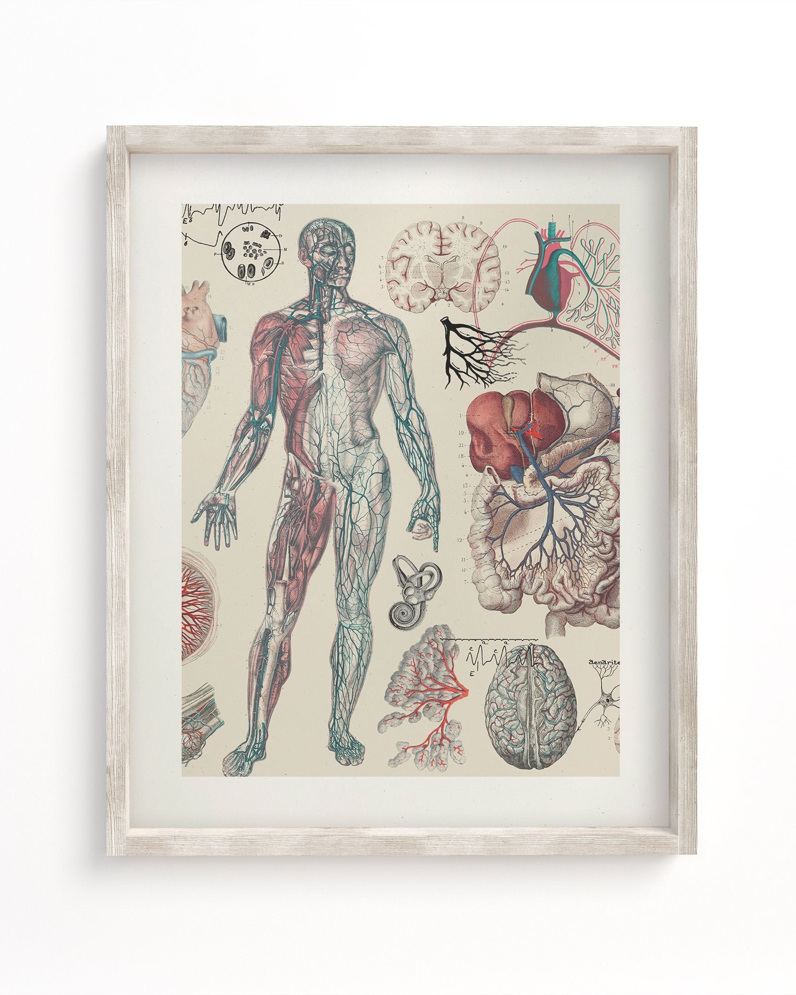 Vascular Museum Print