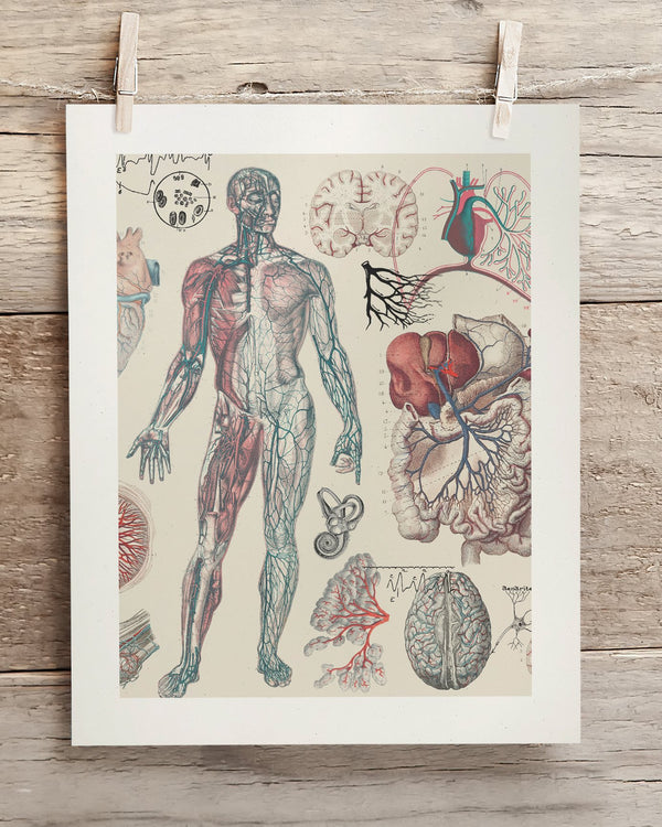 Vascular Museum Print