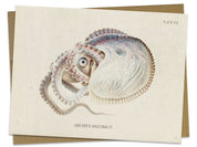 Octopus: Argonaut Specimen Greeting Card