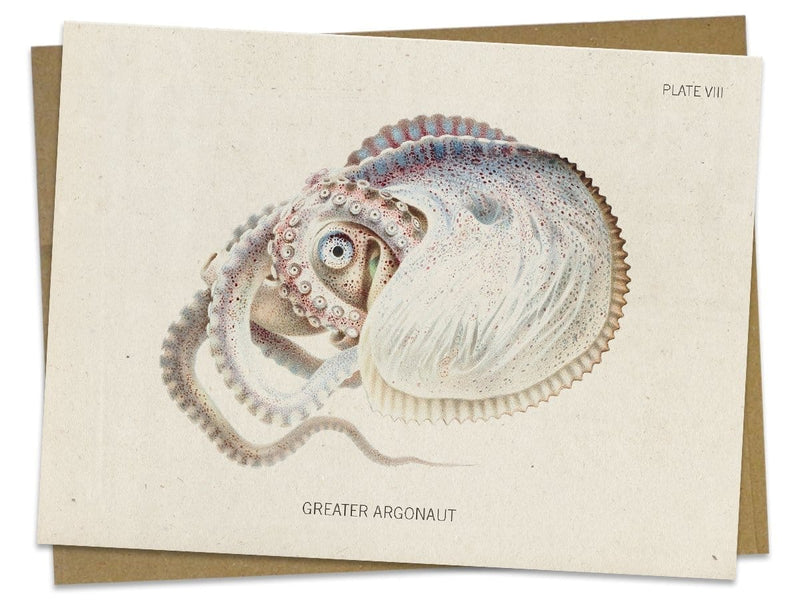 Octopus: Argonaut Specimen Greeting Card