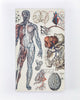 Anatomy: Vascular Yearly Planner