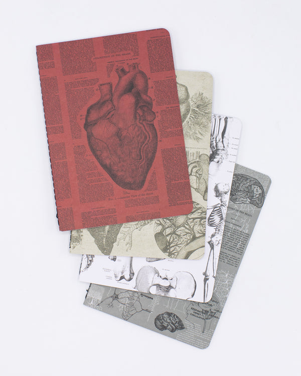 Anatomy Pocket Notebook 4-pack