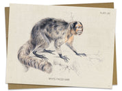 Saki Monkey Specimen Card