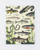 Freshwater Fish Softcover - Dot Grid