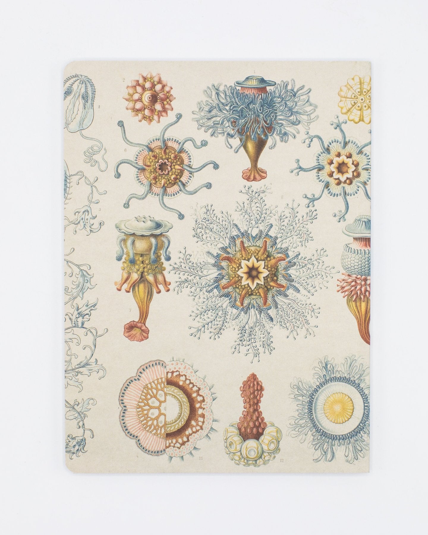 Haeckel Jellyfish Softcover - Dot Grid