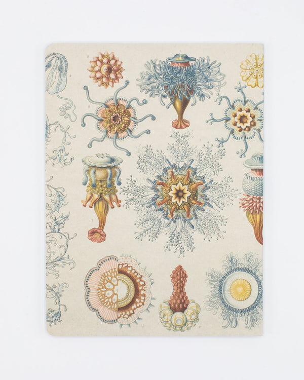 Haeckel Jellyfish Softcover - Dot Grid