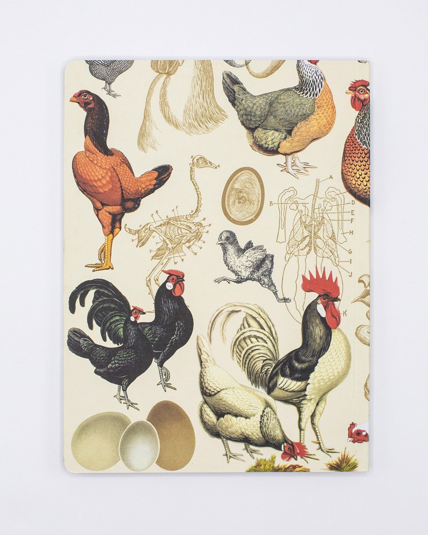 Chicken Softcover - Lined