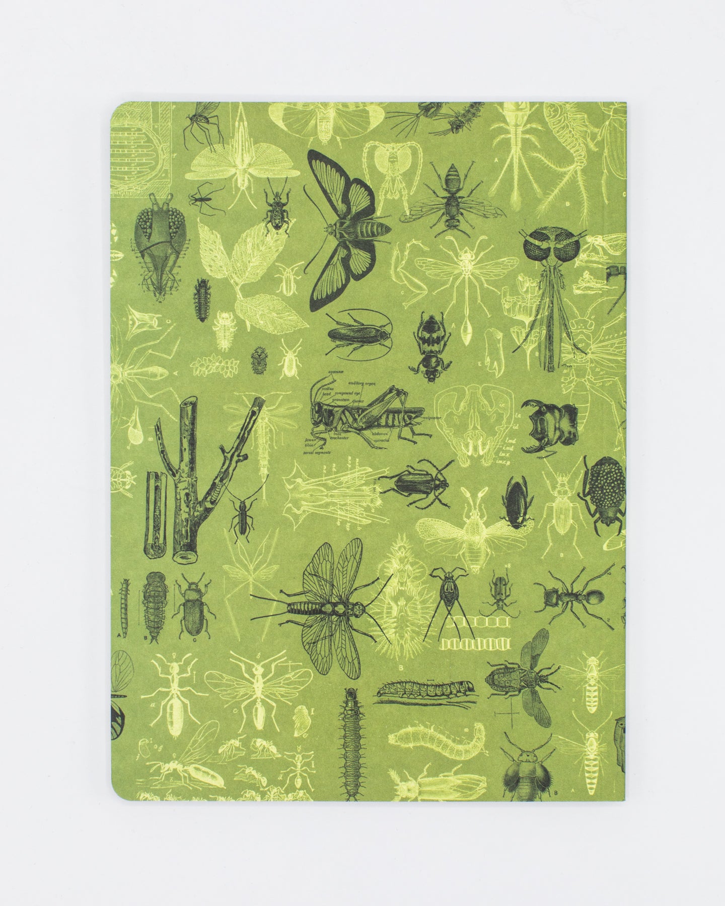 Insects Softcover Notebook - Dot Grid