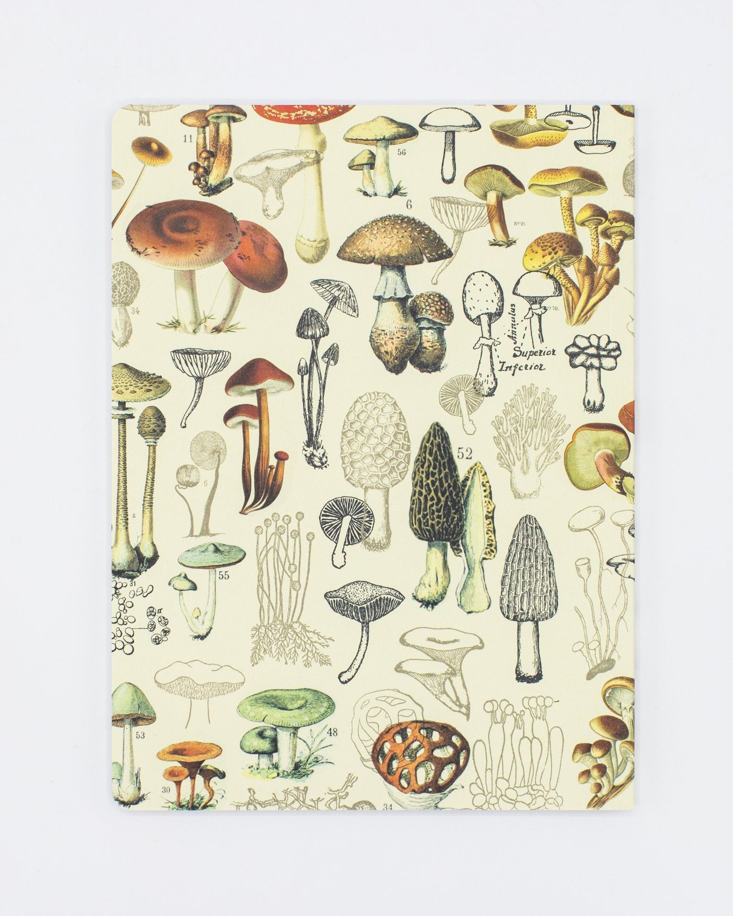 Mushrooms Plate 2 Softcover - Dot Grid