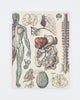 Anatomy: Vascular Heart Softcover - Lined