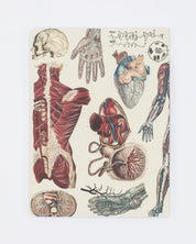 Anatomy: Vascular Heart Softcover - Lined