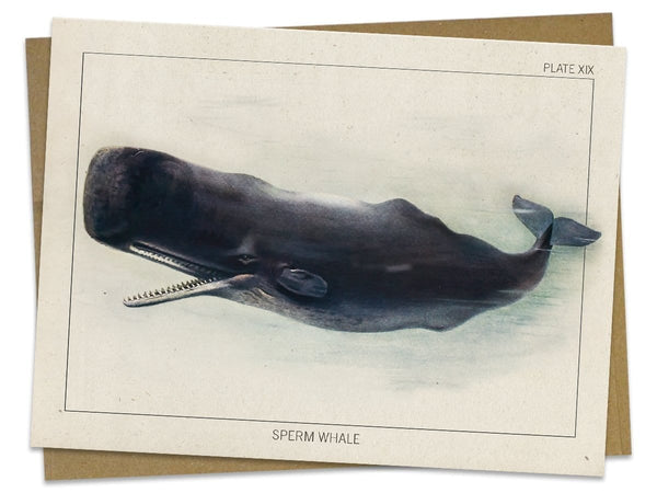 Sperm Whale Specimen Card