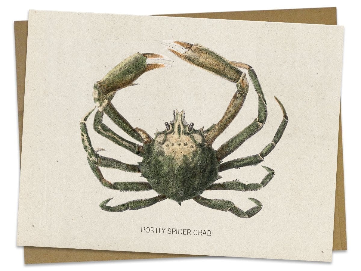 Spider-Crab-Specimen-Card-Cognitive-Surplus-596.jpg