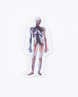 Anatomy Sticker