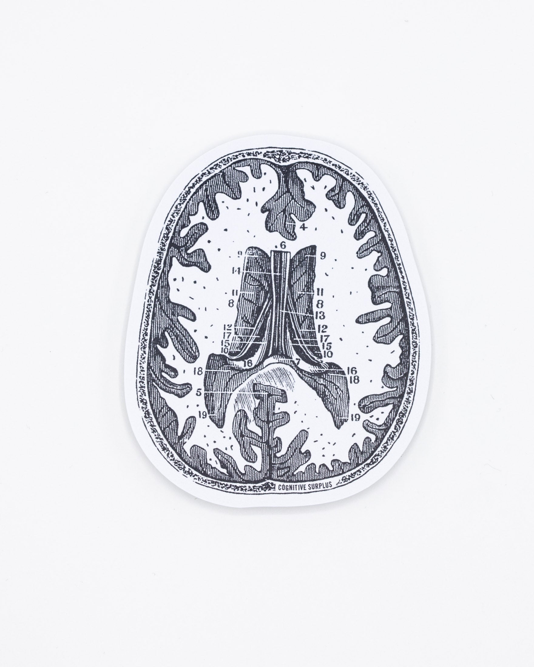 StBrainSlice_1_c18b625e-fcf5-4ea0-97cd-68eac19003e1.jpg