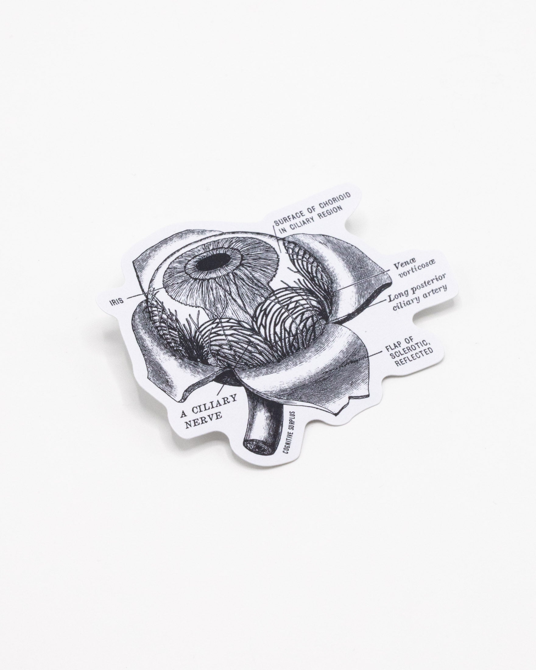 Eye Anatomy Sticker