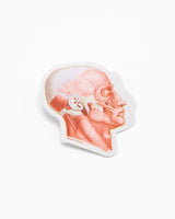Muscles of the Face Sticker