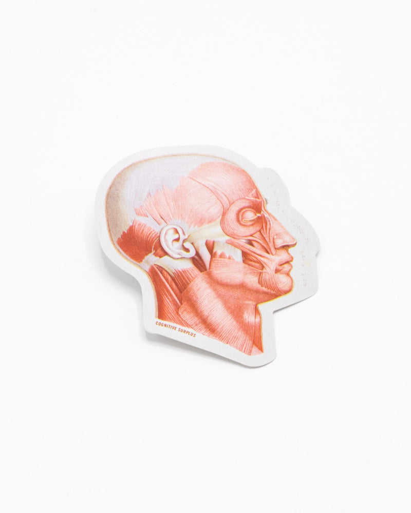 Muscles of the Face Sticker