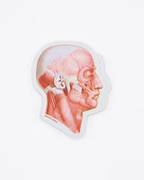 Muscles of the Face Sticker