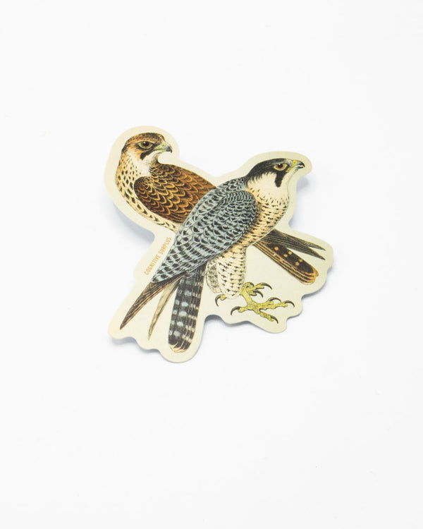 Peregrine Falcon Sticker