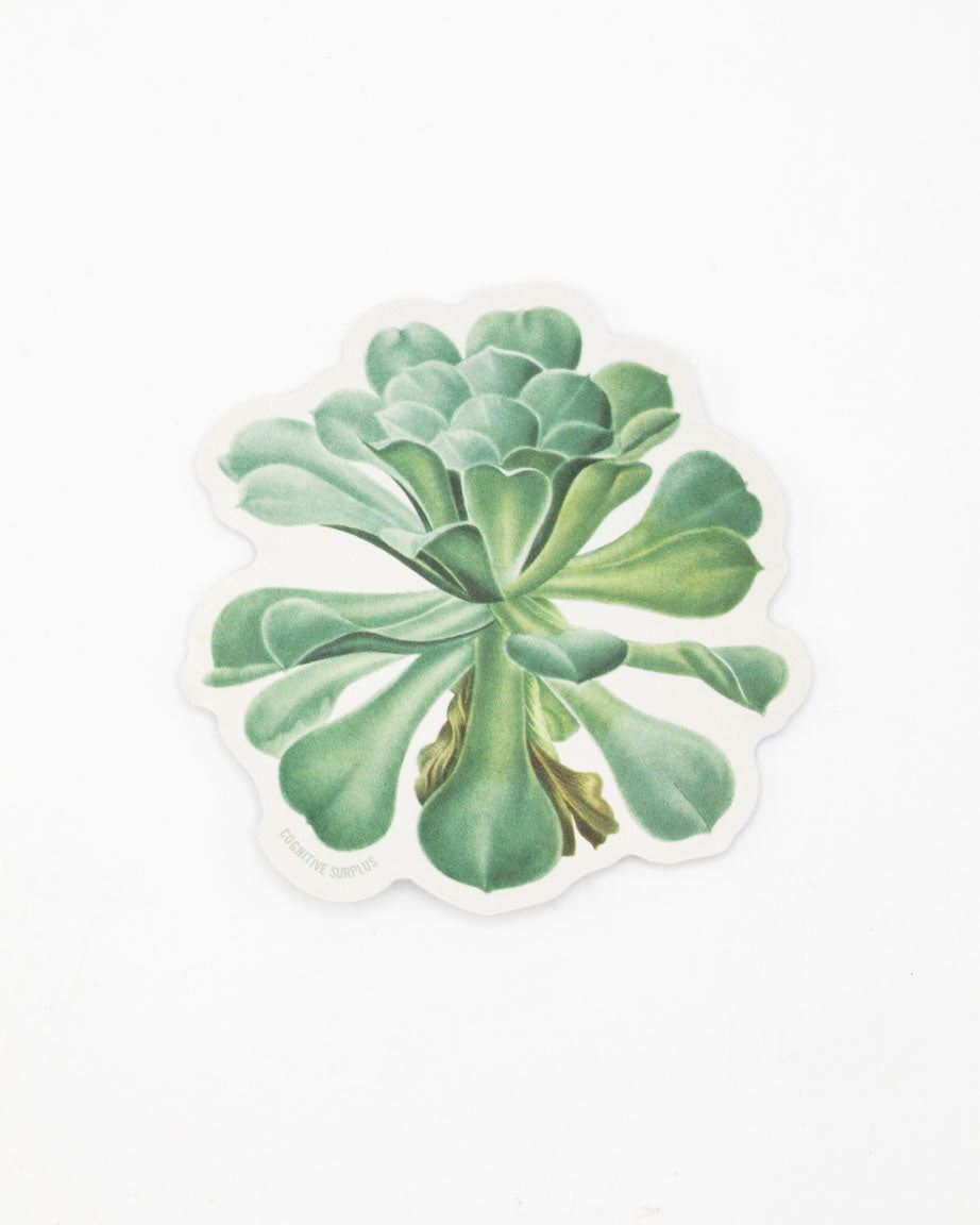 Sempervivum Canariense Succulent Sticker