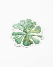 Sempervivum Canariense Succulent Sticker