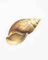 Sea Shell Sticker