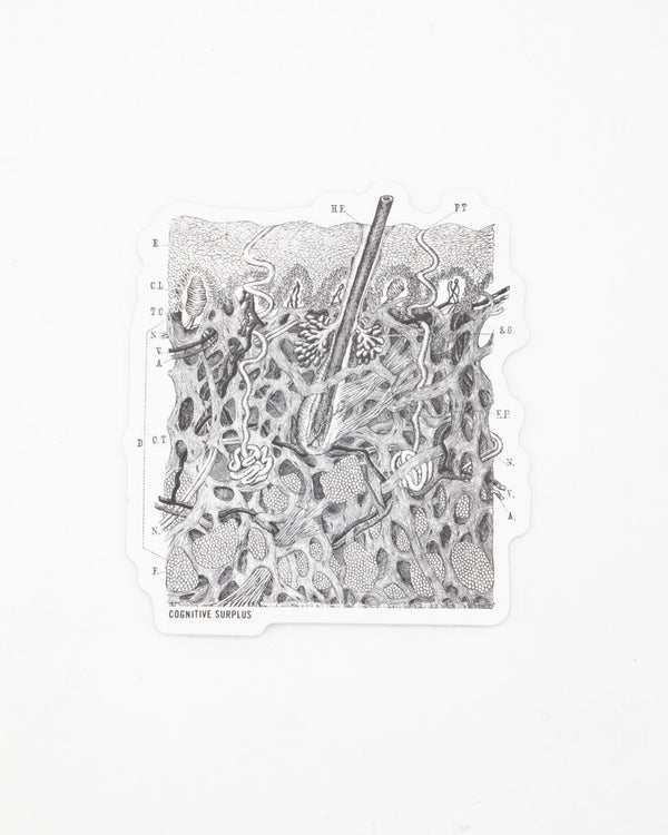 Epidermis Sticker