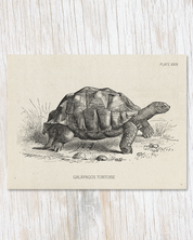 Tortoise Specimen Card