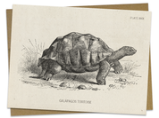 Tortoise Specimen Card